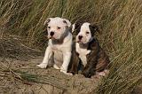 BOULEDOGUE AMERICAIN 185